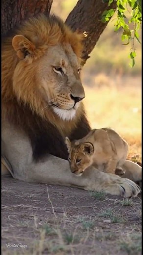 Father lion surprised under the tree 🦁 Watch his unexpected reaction #wildlife #nature #lion