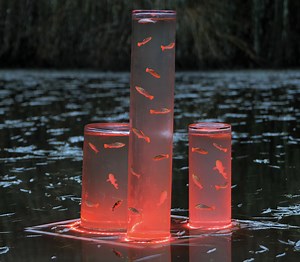 Transform Your Pond into a Wonderland for Happy Fish | Wood Mood