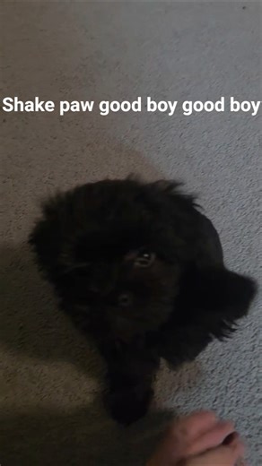 Charlie Morkie-Poo Puppy training #morkie #dog #puppy #morkies #puppytraining #goodboy #paws #dogs