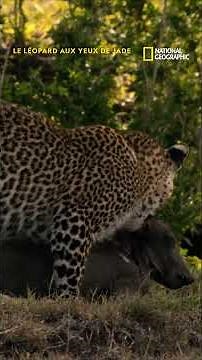 Les débuts de chasse d'un bébé leopard