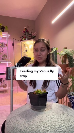 Feeding Your Venus Flytrap Indoors: A Guide