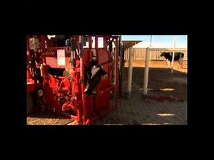 Appleton Steel Ultra Hoof Trimming Chute demonstration by Martin Van Beek