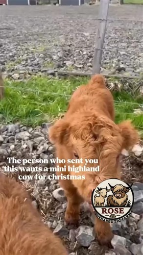 ✨🐮 If you can’t get a mini cow for Christmas… you can always come hang out with ours! 🎄💖 Meet Brownie the micro-mini Hereford, our fluffy Highland cows, and all the baby goats who are very ready for holiday snuggles. 🐐🎅✨ From cow cuddles to baby-goat giggles, we’ve got all the cozy Christmas magic you need this season. 📸 Perfect for families, date days, and anyone who’s wished Santa would leave a mini cow under the tree. 🎁 Book your holiday visit & make some unforgettable memories! 👉 goa
