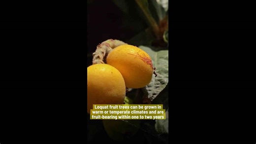 Fast-Growing Fruit Trees You Should Plant In Your Garden.