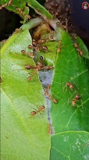 How Weaver Ants Build Waterproof Houses!Using Their Own Babies as Glue? 🐜🤔
