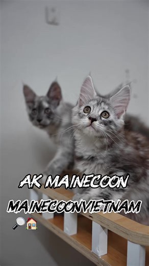 Khám Phá Chó Mèo Maine Coon Tại Việt Nam