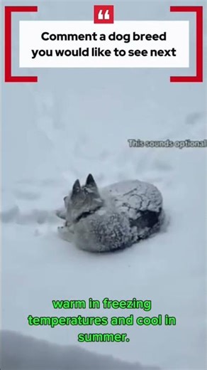 This Dog Sounds Like It’s Talking to Its Owner 😳🐕 | Quick 5 Mind-Blowing Facts