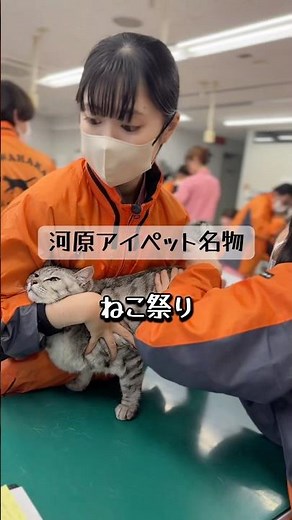 【河原アイペットワールド専門学校】ねこちゃんだけの健康チェックを行いました。アイペット名物「ねこ祭り」！ #猫 #専門学校 #河原アイペットワールド専門学校 #愛玩動物看護師
