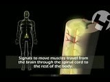 Normal Nervous System and Function • Video • MEDtube.net