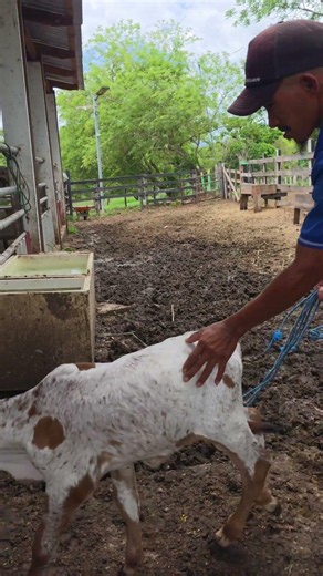 No hay nada más bonito que ver a nuestros terneritos. ¿Vendrías a conocerlos? 🐮 #terneritos