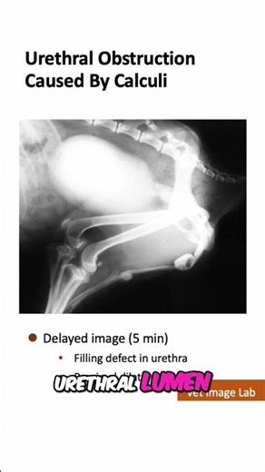 Urethral Obstruction Secondary to Urethral Calculi Using Contrast Study