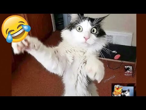 Best Cat & Dog Videos 🐶🐱 Funny Videos Compilation 😹 PART 60