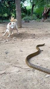 Snake Vs Dog 😰 #highlightseveryone | Prakash Animal Welfare