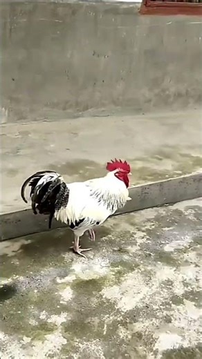 Chased by a Rooster — The Sudden Brake Is Too Funny#Chase#Funny#VillageLife#unexpected