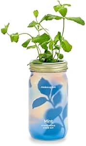 Modern Sprout Mason Garden Jar - Self-Watering Hydroponics Growing System Kit with Organic Herb Seeds - Jar Planter for Indoor Herb Garden - Seed Starter Kit - Home Decor - Gift for Mother's Day -Mint