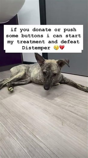 #urgent #dog #support #donate #rescue