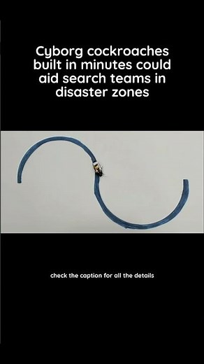 Scientists use AI-powered robot to assemble cyborg insects