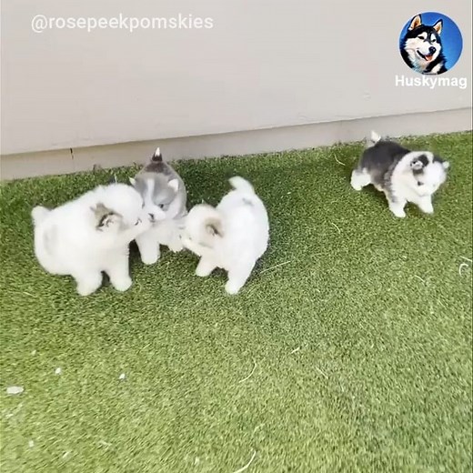 118K views · 10K reactions | I want them all  Full...