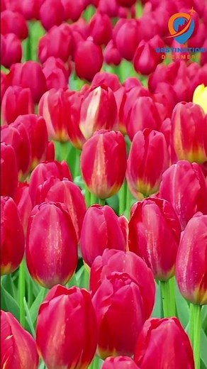 Spring in Full Bloom | FUN Things to Do & Attractions