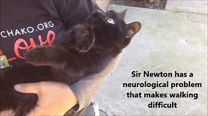 818K views · 5.1K reactions | HE HAS A HOME, FOLKS! AND YOU MADE IT HAPPEN! Update video: https://www.facebook.com/FrontStreetAnimalShelter/videos/1270544569677663/ This cat has a hard time walking due to a neurological problem, and has also had a hard time finding a home :( Can you use the power of Facebook to help us find an adopter or rescue organization for Sir Newton? | Front Street Animal Shelter - City of Sacramento | Facebook