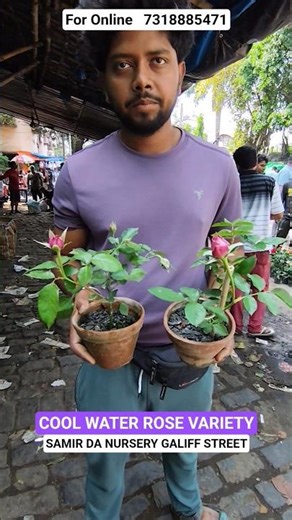 Cool Water Rose Variety in Cinder #shorts #price