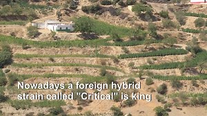 Morocco's rugged Rif Mountains have long been renowned for their cannabis but traditional varieties are being smoked out by foreign hybrids offering higher yields and greater potency. Read More: http://u.afp.com/JRDj | AFP News Agency