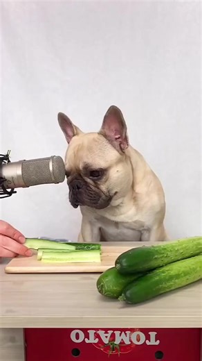 Who saw the cucumber drop at the end 🥒✨ 오이 ASMR #asmr #asmrsounds #eatingsounds #mukbang #asmr | Griffin Frenchie