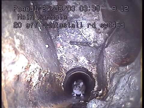 GIANT KING RATS found in a sewer system under London by Environ Pest Control