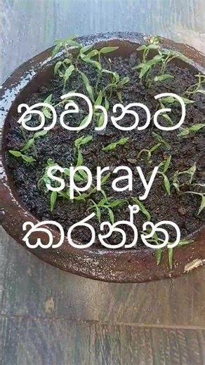වතුර දාන්නේ මෙහෙමයි🤗🤗/How to watering your plants🤗🤗🤗😍