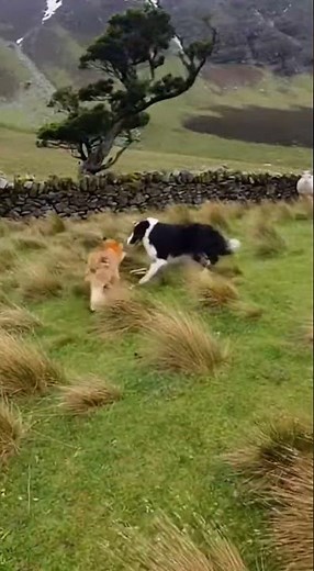 Border Collie: Guardian of the Scottish Highlands