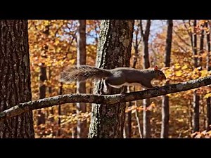 Squirrel Jumping Between Trees and Burying Nuts | Free To Use