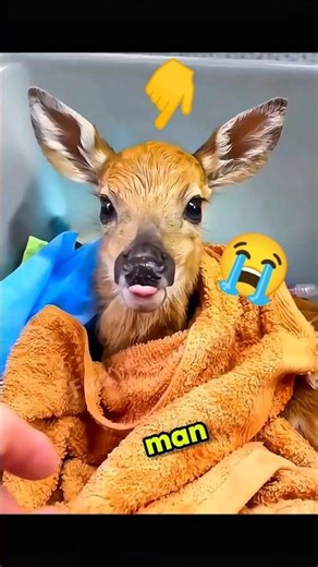 Mother Deer Rejected Her Baby, But This Man Did The Unthinkable! 😱 #shorts #animalrescue #usashorts