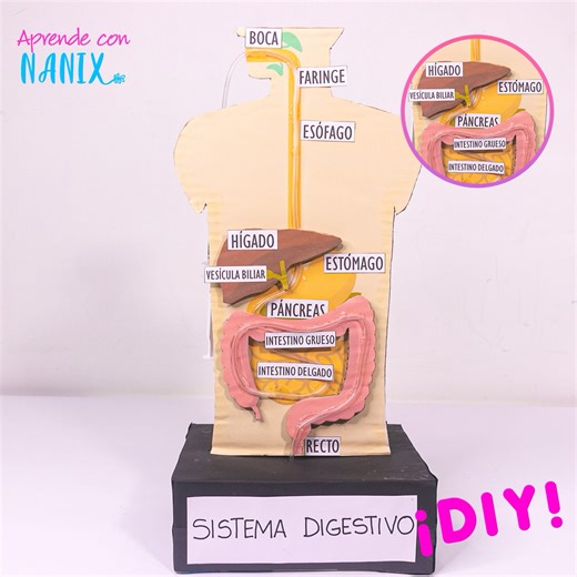 Maqueta del sistema digestivo #digestion #anatomia #niños #primaria #neurodivergente | Aprende con Nanix