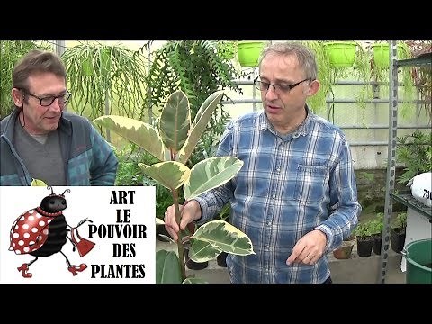 Gardening tips: rubber: Maintenance of (Ficus elastica): Indoor green plant