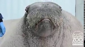 I never knew a Walrus had such a diverse 'voice'! My kids loved this! | The Alaska Life
