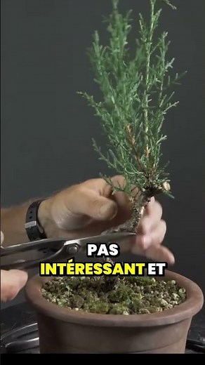 Wiring Techniques for Forming Bonsai Structures