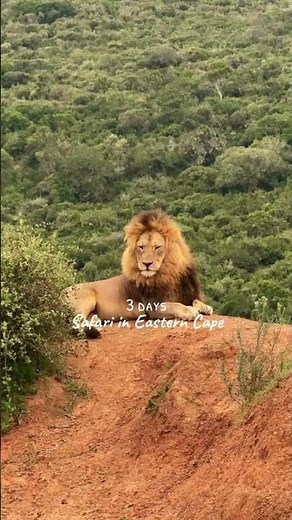 South Africa 10 Day Itinerary | Cape Town, Winelands & Luxury Safari Guide