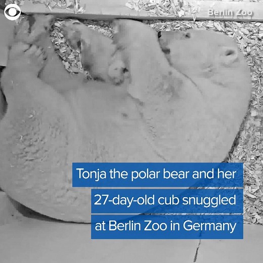 This video of a mother polar bear cuddling with her baby at Berlin Zoo will melt your heart. Take a look: | CBS Newspath