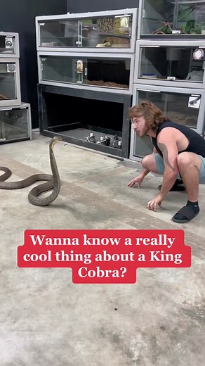 @chandlerswildlife_ has an INSANE Venomous Snake Collection! This is his King Cobra. #kingcobra #chandlerswildlife #exoticpets #snakesoftiktok #snakes #venemoussnake