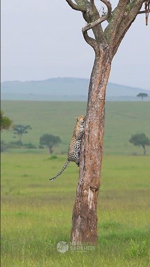 Cheetah Tree Climb – Grace Above Ground 🐆 | Neel Sarkhedi