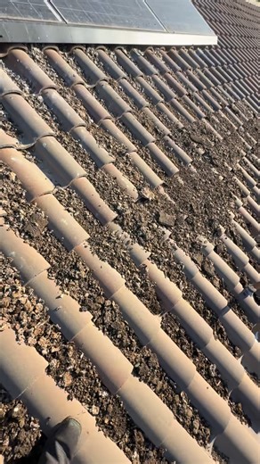 Golden Rays Solar & Cleaning Company | Pigeon Control on Instagram: "Rooftop Inspection catches 60+ Pigeons living under a solar panel system 😳😱 Here is a quick glimpse of us taking a look at this homeowner’s pigoen problem in Fresno, CA 📍 A MASSIVE infestation on his rooftop & under his solar panels. If this is what your dealing with, we can fix it by providing our expert bird control services & sanitization Message us now 📲"