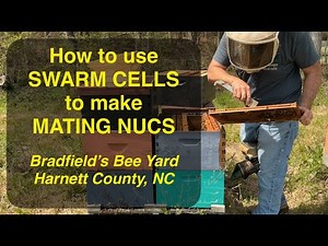 EASY for BEGINNERS Spring Splits with Swarm Cells