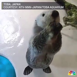 10K views · 352 reactions | A sea otter who has learned to walk on...