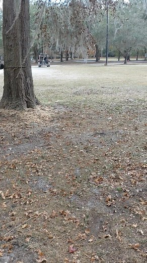 7.4K views · 21 reactions | How do certain tree diseases spread. Often through spores . The black or Grey spots often found on oak trees . Commonly called black spores. And that can include oak wilt , anthranose and hypoxlon canker to name a few . Watch as this tree is fell and you will see the infectious cloud of spores. Have black spots and brown leaves give me a call . Nippers tree 352 214 7080 | Darell Nipper | Facebook