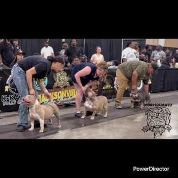 Pocket Bully - Wins 1st place - Female - Blue Tri coat