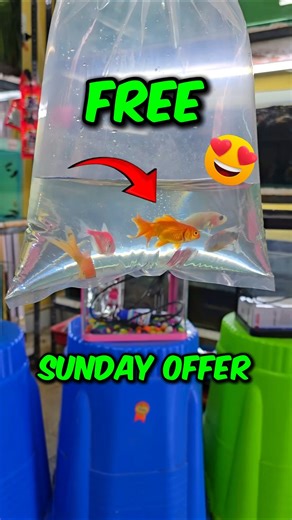 Sunday special combo offer