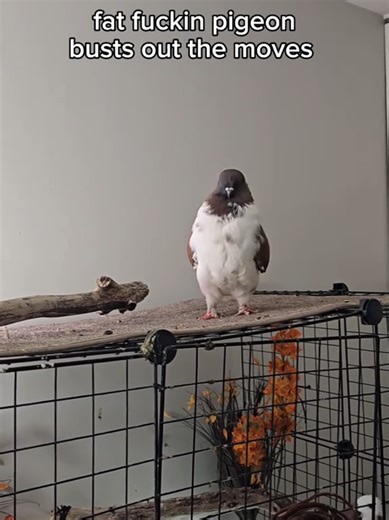 Funny Pigeon Moments: Stinky Situations with Birds