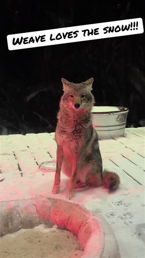 Coyote Weave Enjoys Snowy Days and Cozy Couch Naps