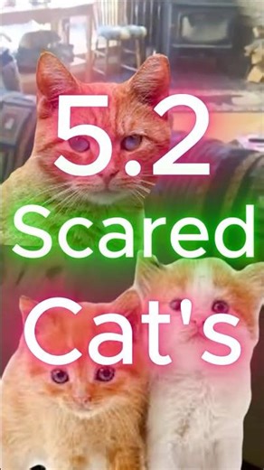 Cats! Scared. No.3. #shorts #funnyanimals #funnycats #cat #pets