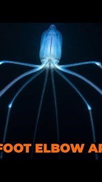 The Squid With 26-Foot Elbow Arms 🦑😱